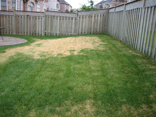 Melting Out Lawn Disease 